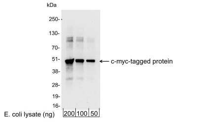 Western Blot: c-Myc Antibody [Biotin] [NB600-334B] - 200, 100, or 50 ng of E. coli whole cell lysate expressing a multi-tag fusion protein. Antibody used for WB at 0.4 ug/ml (1:25,000).